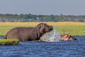 054 Botswana, Chobe NP, nijlpaarden